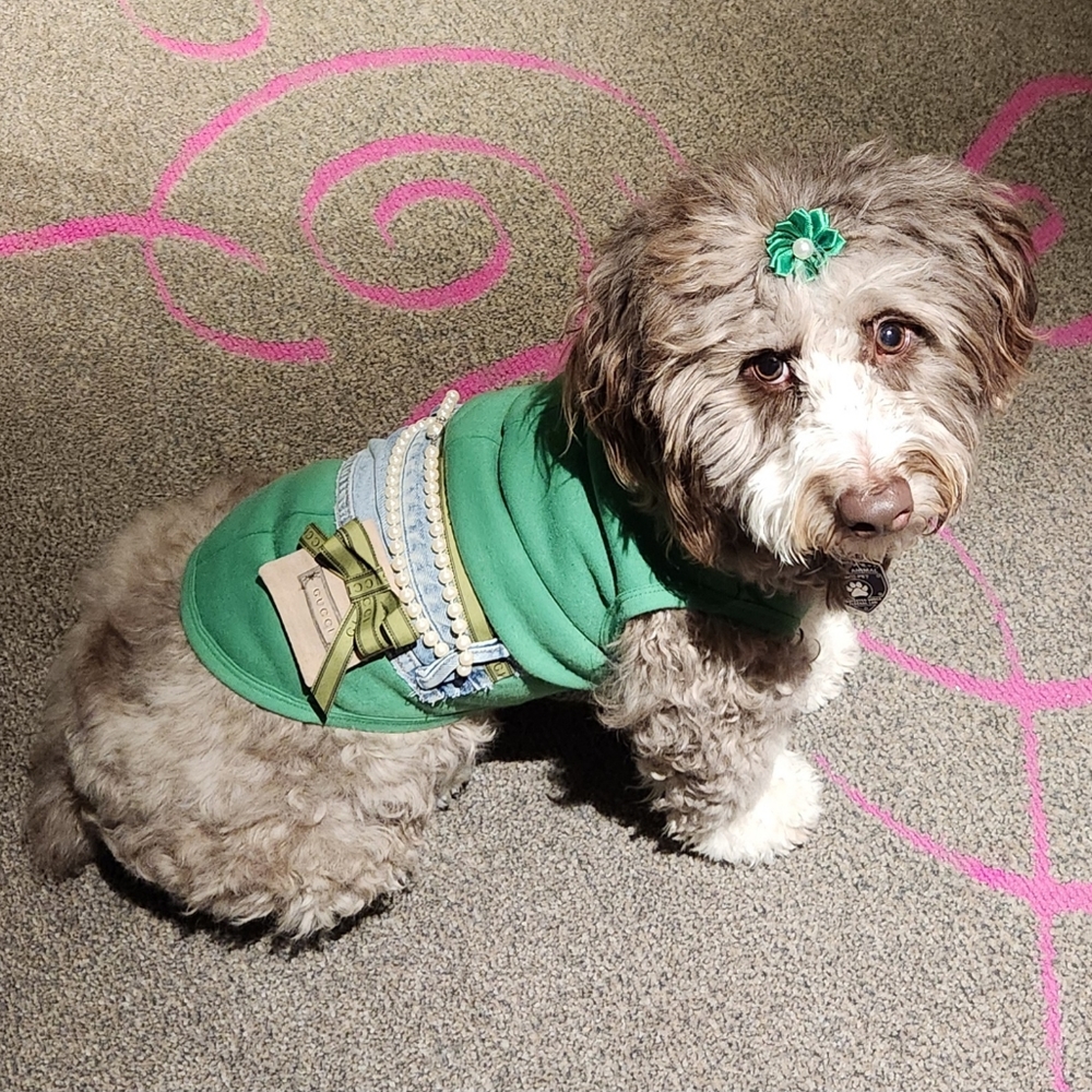 Please read!!OLIVIA my service fur baby ( I make her clothes lol )